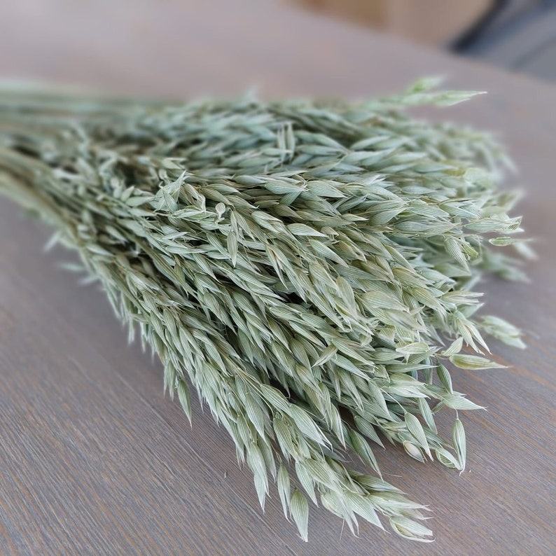 Natural Soft Green Avena Oats/Grains Bunch – Large 8oz Dried Avena Bouquet for Farmhouse Decor