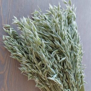 Natural Soft Green Avena Oats/Grains Bunch – Large 8oz Dried Avena Bouquet for Farmhouse Decor