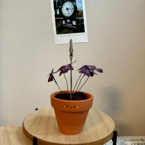 Oxalis Triangularis The Purple Shamrock Photo Stand – A Unique Handcrafted Plant Decor