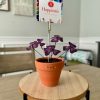 Oxalis Triangularis The Purple Shamrock Photo Stand – A Unique Handcrafted Plant Decor