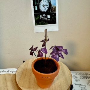 Oxalis Triangularis The Purple Shamrock Photo Stand – A Unique Handcrafted Plant Decor