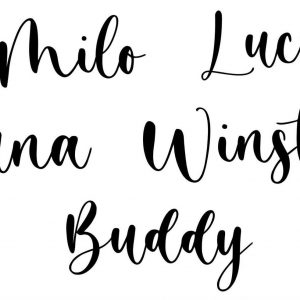 Personalized Pet Haven Custom Signs for Your Furry Friends