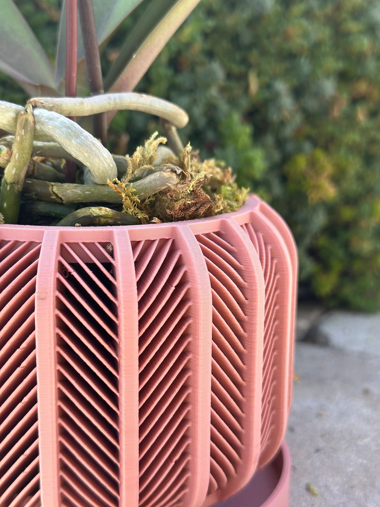 RODEX Orchid Planter Modern 3D Printed Indoor Pot for Succulents, Cacti, and Monstera (3″-7.4″) - Image 3