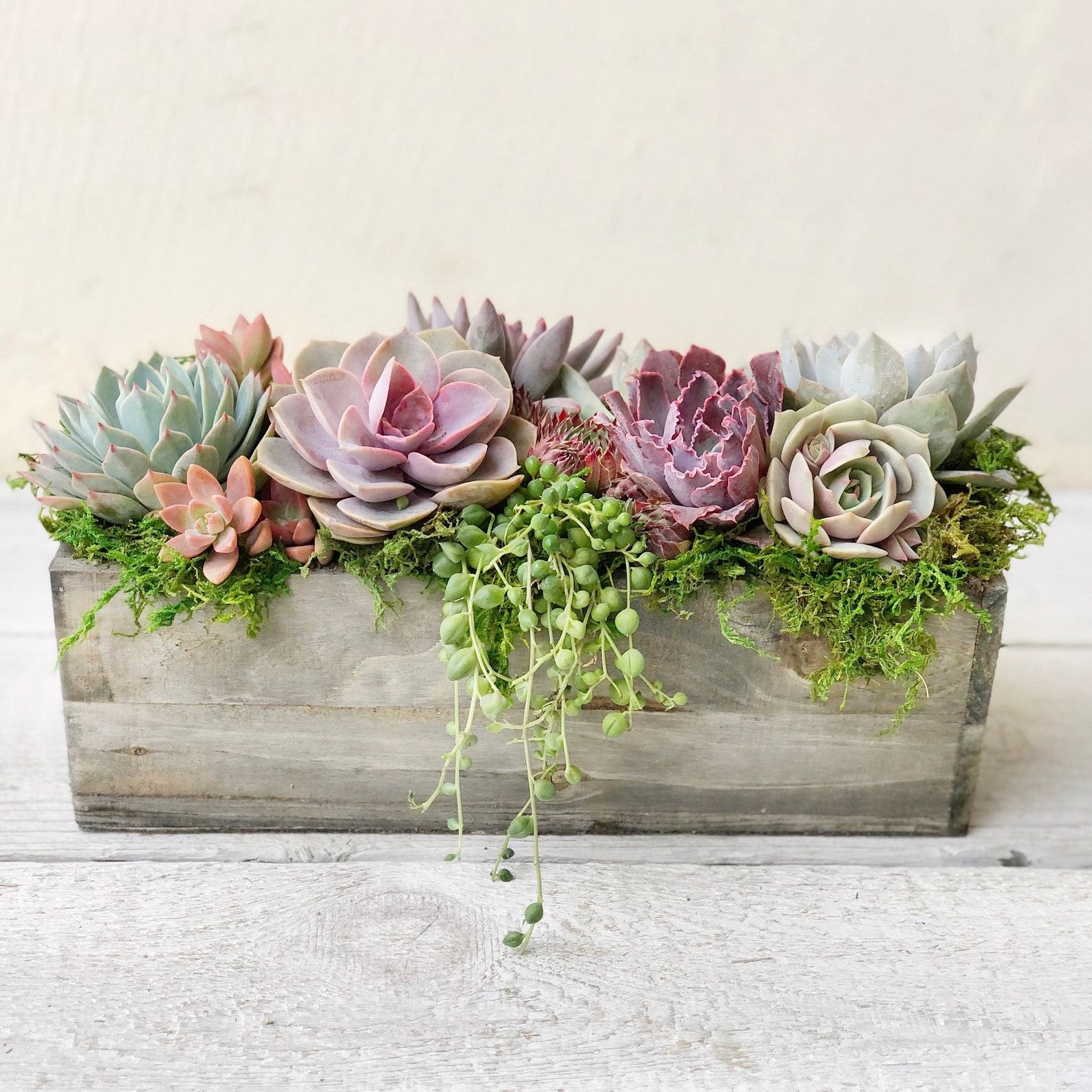 Succulent Garden Box A Interesting  Item for Loved Ones and Clients