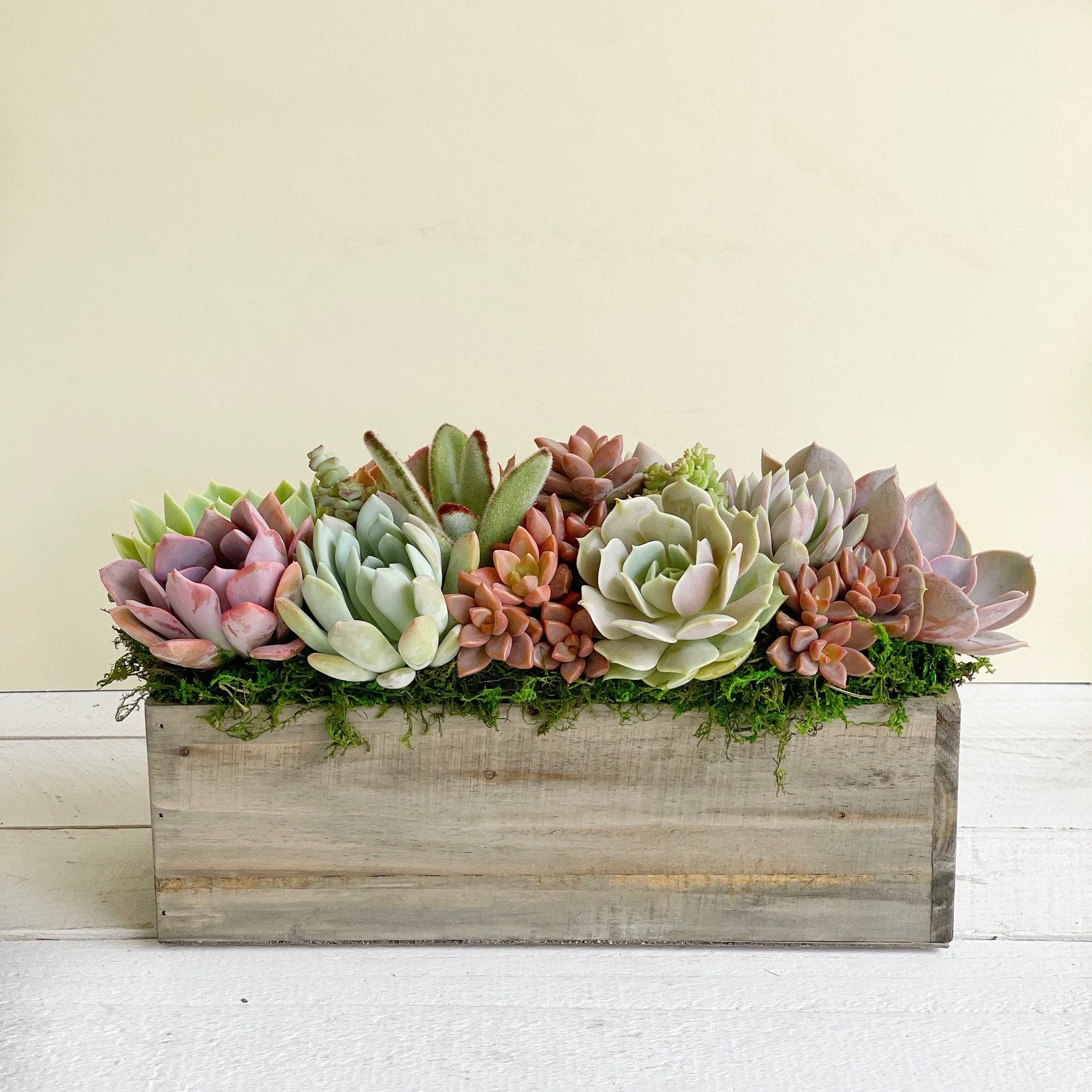 Succulent Garden Box A Interesting  Item for Loved Ones and Clients