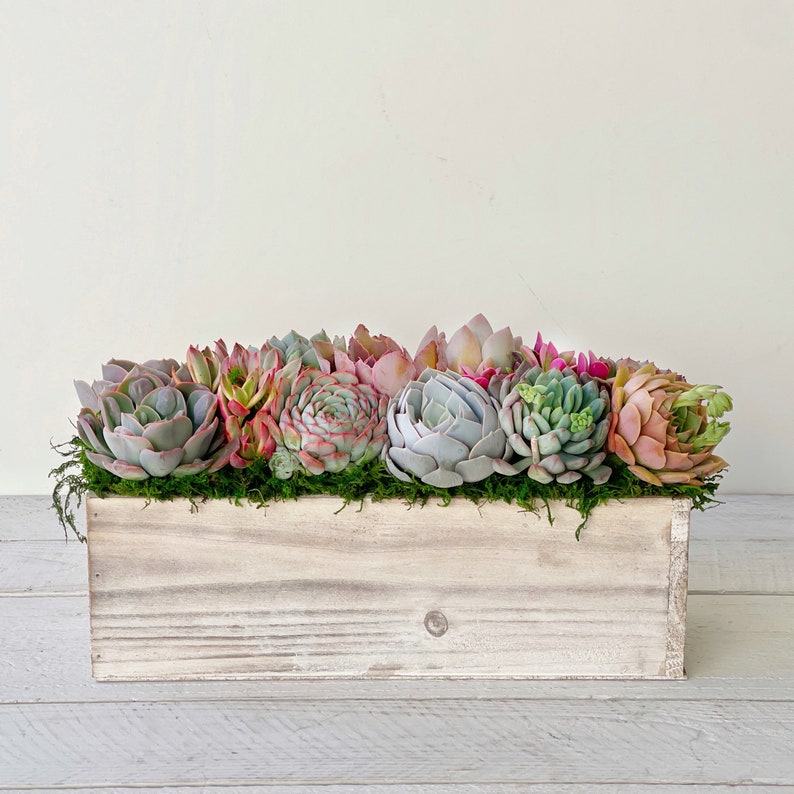 Succulent Garden Box A Interesting  Item for Loved Ones and Clients