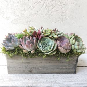 Succulent Garden Box A Interesting  Item for Loved Ones and Clients