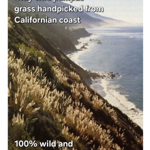 TALL PAMPAS GRASS 2-4ft | Elevate Your Home and Events with Boho Elegance