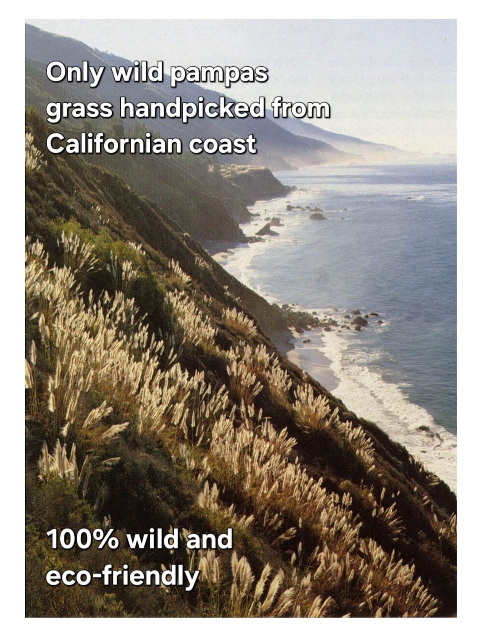 TALL PAMPAS GRASS 2-4ft | Elevate Your Home and Events with Boho Elegance - Image 2