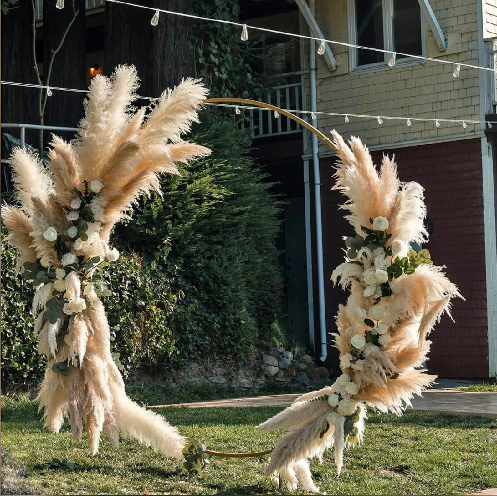 TALL PAMPAS GRASS 2-4ft | Elevate Your Home and Events with Boho Elegance