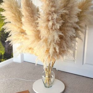 TALL PAMPAS GRASS 2-4ft | Elevate Your Home and Events with Boho Elegance