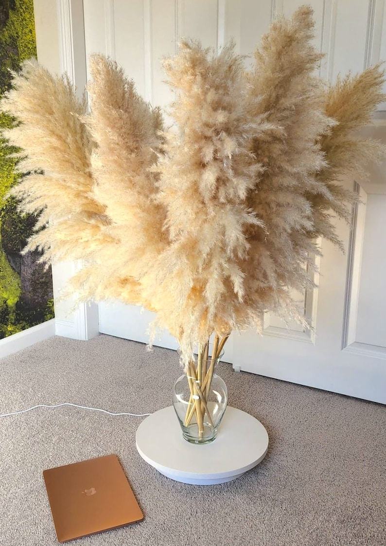TALL PAMPAS GRASS 2-4ft | Elevate Your Home and Events with Boho Elegance