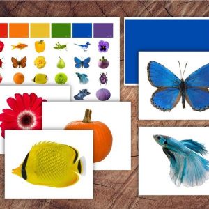 Toddler’s Delight Color Sorting Cards for Preschool Learning and Sensory Exploration