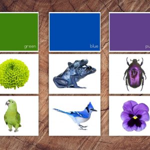 Toddler’s Delight Color Sorting Cards for Preschool Learning and Sensory Exploration