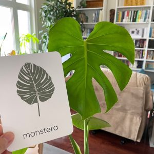 Unveiling Nature’s Secrets Tree Leaf Identification Cards for Nature Enthusiasts and Educators