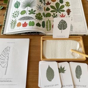 Unveiling Nature’s Secrets Tree Leaf Identification Cards for Nature Enthusiasts and Educators