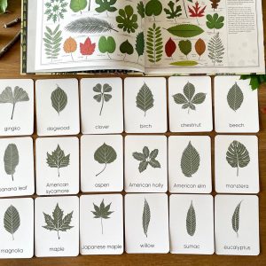 Unveiling Nature’s Secrets Tree Leaf Identification Cards for Nature Enthusiasts and Educators