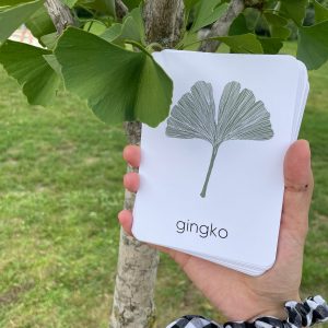 Unveiling Nature’s Secrets Tree Leaf Identification Cards for Nature Enthusiasts and Educators