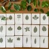 Unveiling Nature’s Secrets Tree Leaf Identification Cards for Nature Enthusiasts and Educators