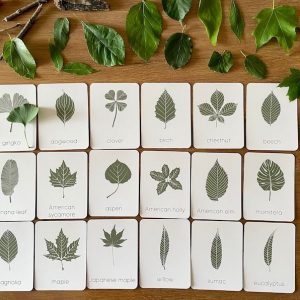 Unveiling Nature’s Secrets Tree Leaf Identification Cards for Nature Enthusiasts and Educators