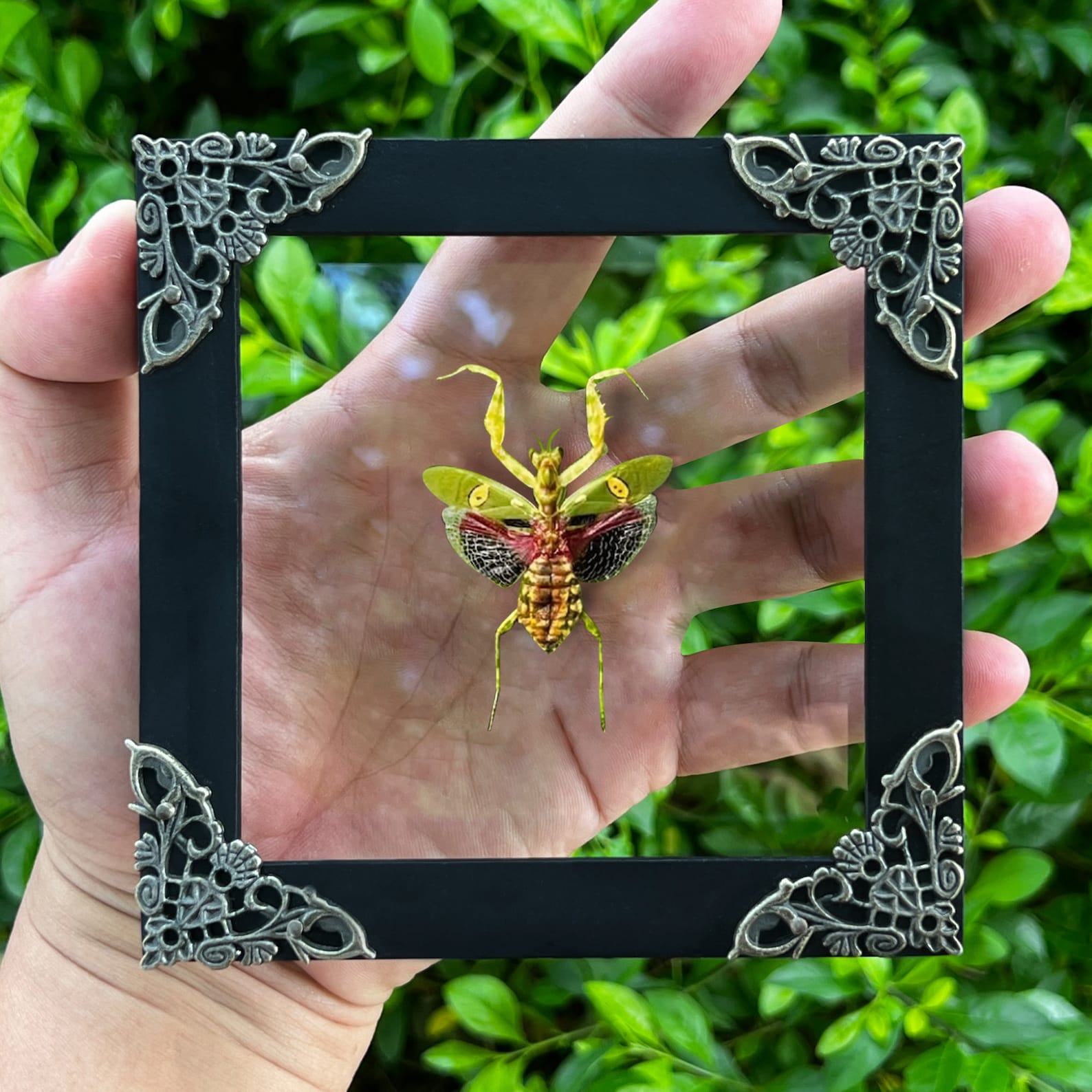 Unveiling the Enigmatic Mantis Creobroter A Framed Shadow Box of Nature’s Intriguing Curiosity