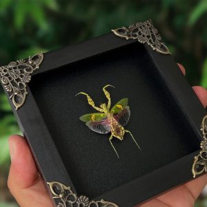 Unveiling the Enigmatic Mantis Creobroter A Framed Shadow Box of Nature’s Intriguing Curiosity