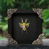 Unveiling the Enigmatic Mantis Creobroter A Framed Shadow Box of Nature’s Intriguing Curiosity