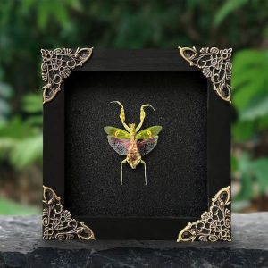Unveiling the Enigmatic Mantis Creobroter A Framed Shadow Box of Nature’s Intriguing Curiosity