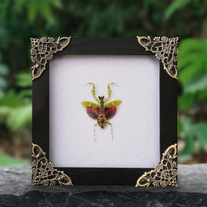 Unveiling the Enigmatic Mantis Creobroter A Framed Shadow Box of Nature’s Intriguing Curiosity