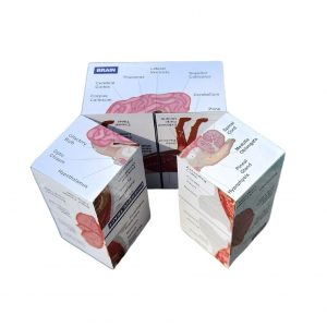 Vetmed Anatomy Study Cube Master Canine Anatomy for VTNE and Vet Tech Success