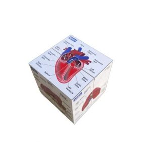Vetmed Anatomy Study Cube Master Canine Anatomy for VTNE and Vet Tech Success