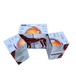 Vetmed Anatomy Study Cube Master Canine Anatomy for VTNE and Vet Tech Success