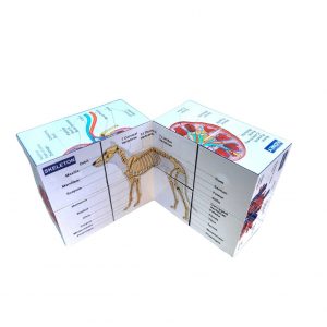 Vetmed Anatomy Study Cube Master Canine Anatomy for VTNE and Vet Tech Success