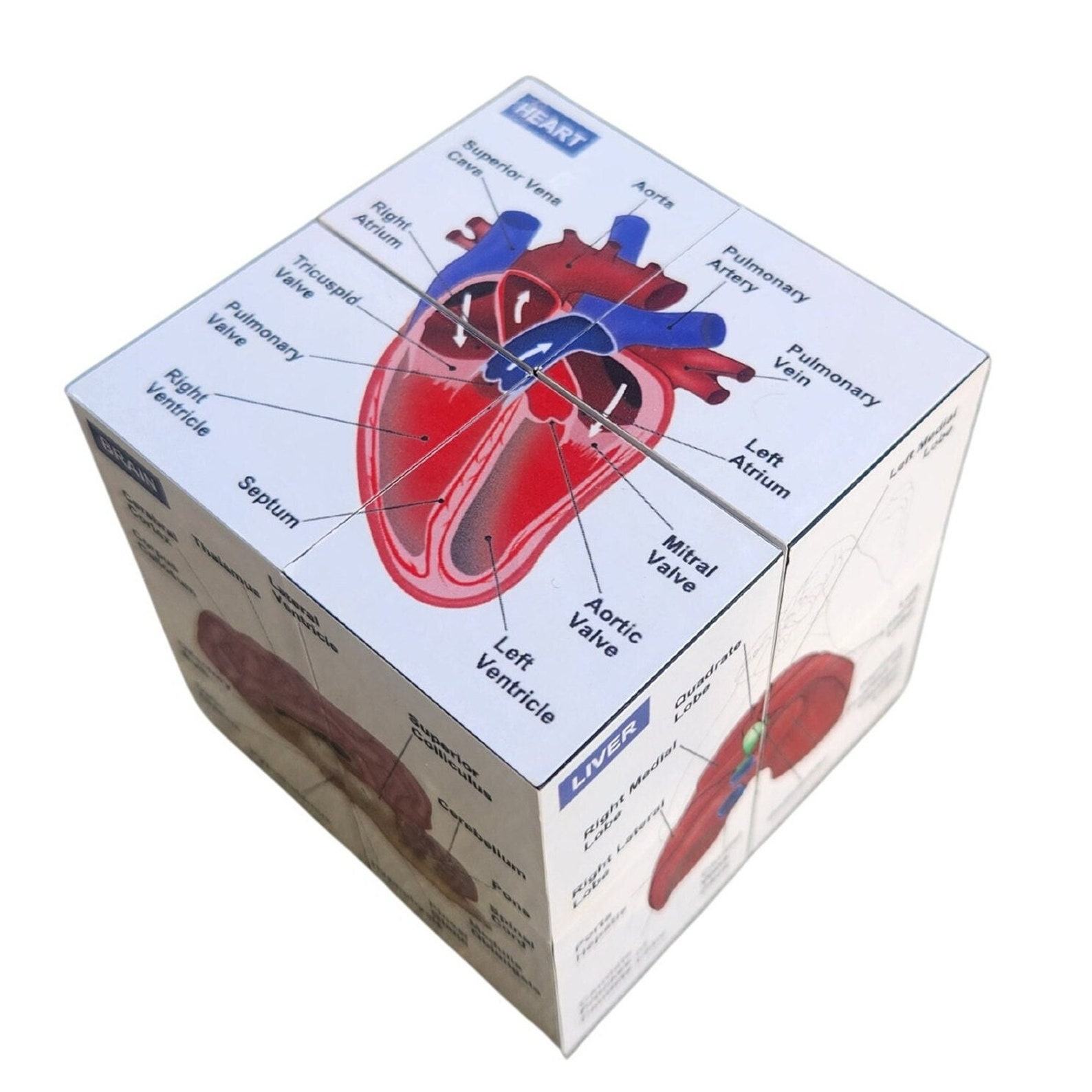 Vetmed Anatomy Study Cube Master Canine Anatomy for VTNE and Vet Tech Success