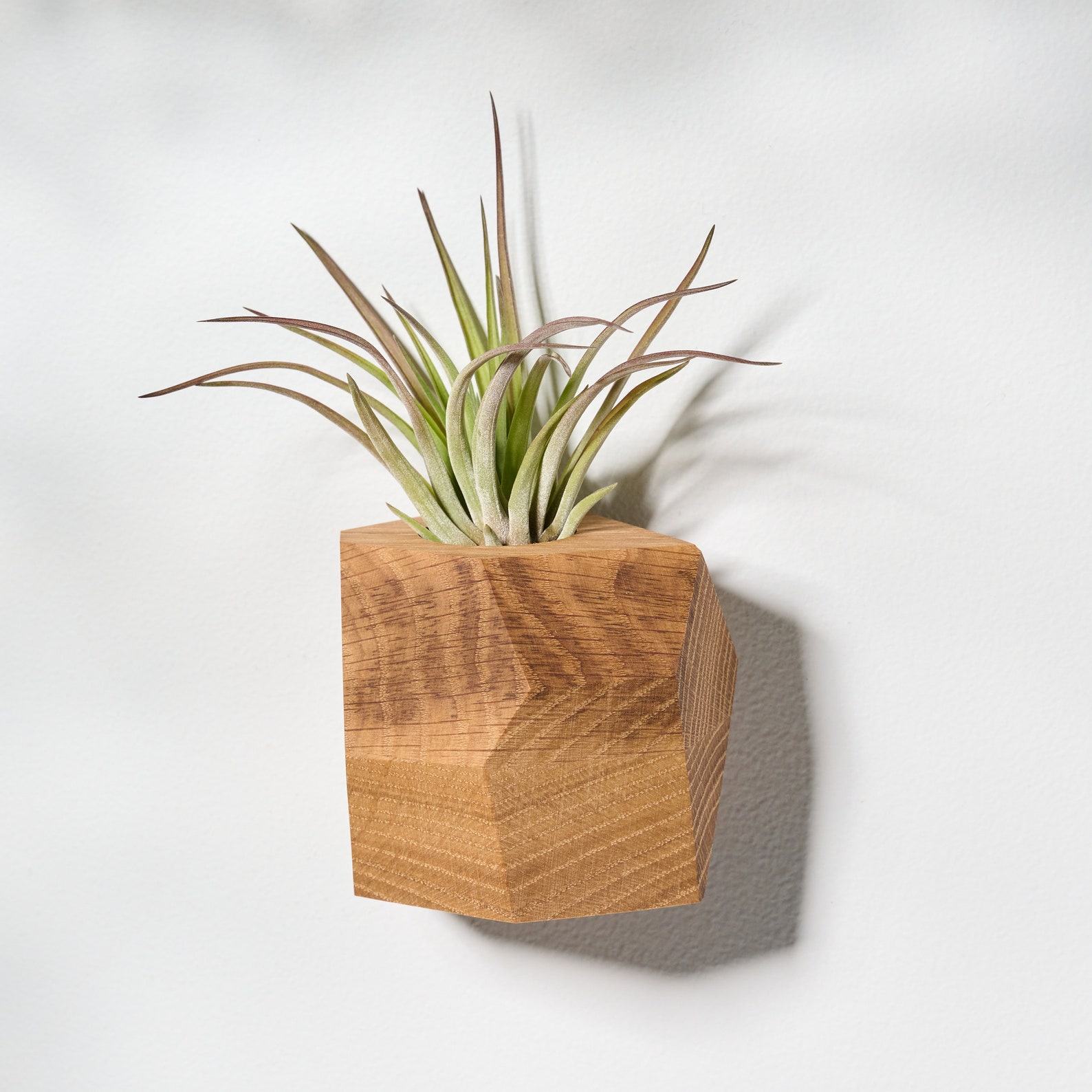 White Oak Geometric Air Plant Holder Elevate Your Home with Natural Elegance